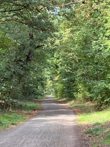 Zum Lennebergwald