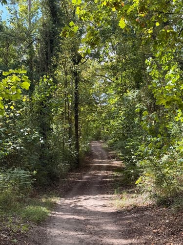 Zum Lennebergwald