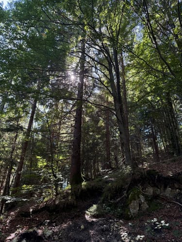 Von Mittenwald durch die Leutaschklamm