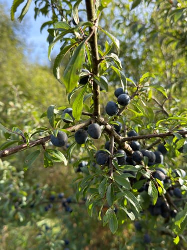Marmagen EifelSchleife Küchelschelle