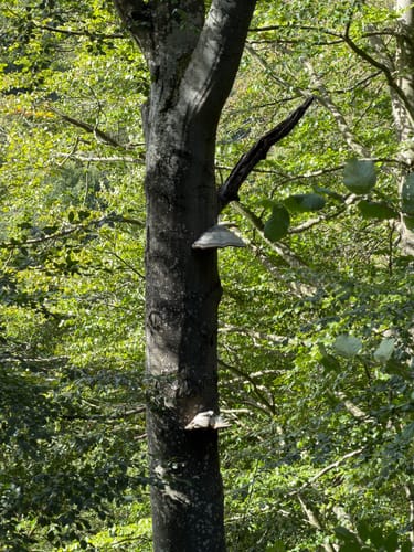 Marmagen EifelSchleife Küchelschelle