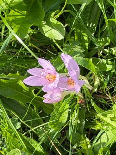 Marmagen EifelSchleife Küchelschelle