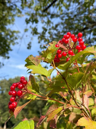 Marmagen EifelSchleife Küchelschelle