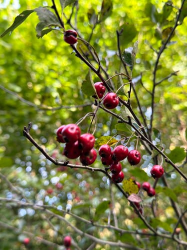 Marmagen EifelSchleife Küchelschelle
