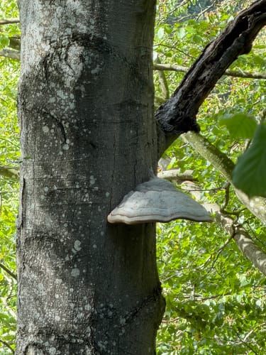 Marmagen EifelSchleife Küchelschelle