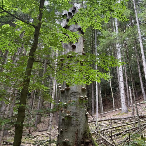 Bastei - Schwedenlöcher -Polenztalweg [CLOSED]
