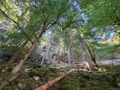 Sankt Märgen zu den Zweribach-Wasserfällen