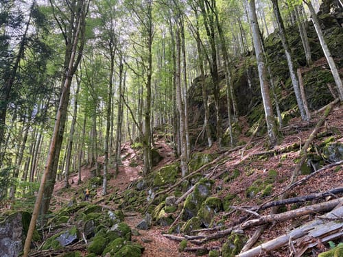 Sankt Märgen zu den Zweribach-Wasserfällen