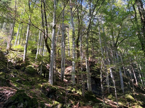 Sankt Märgen zu den Zweribach-Wasserfällen