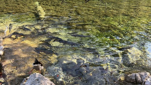 Wandern im ZugspitzLand - Grainau Badersee