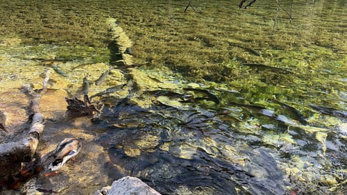Wandern im ZugspitzLand - Grainau Badersee