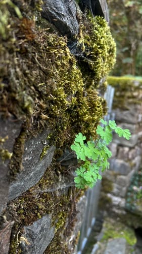 Monschau-Rurtal-Rundweg 35