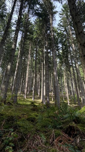 Monschau-Rurtal-Rundweg 35