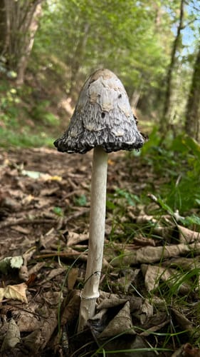 Monschau-Rurtal-Rundweg 35