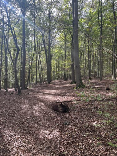 Einruht - Urfttalsperre - Ruhrberg