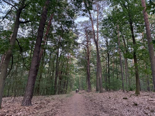 Uferpromenade im Düppeler Forst