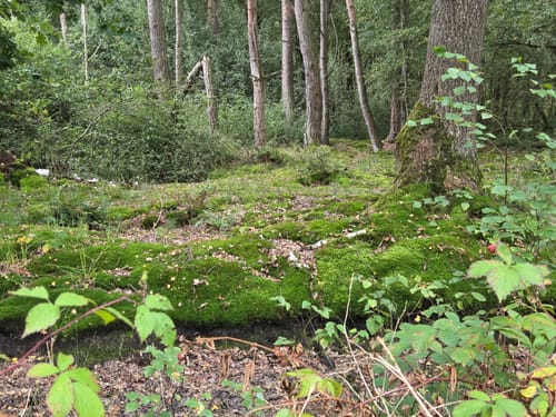 Ums Emsdettener Venn