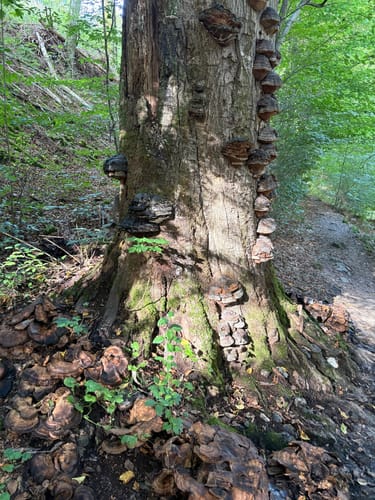 Schöllerhof, Rausmühle, und Dabringhausen Rundweg