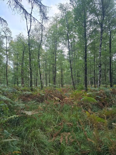 Teufelstein Rundwanderweg A3