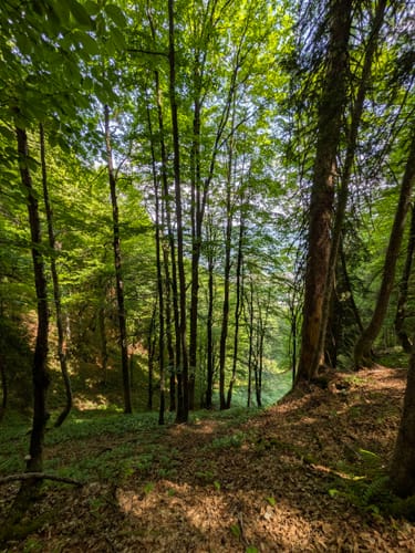 Hirschberg ab Scharling