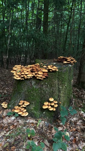Holzhausen-Externsteine: Römer-Ritter-Riten