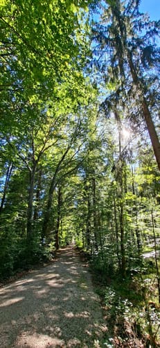 Zur Isarbrücke und in die Wildnis