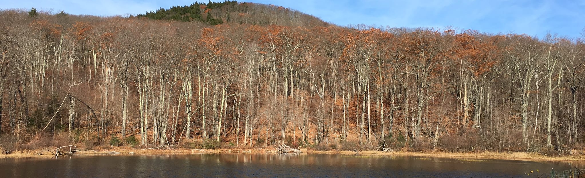 Harrington, Mountain House, Jack Frost, and High Meadow Trail Loop 563