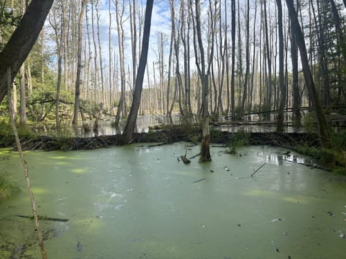 Madlitzer See