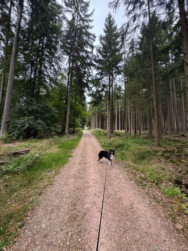 Massborn, Fuchstanz und Weiße Mauer Rundweg