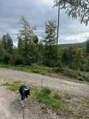 Massborn, Fuchstanz und Weiße Mauer Rundweg