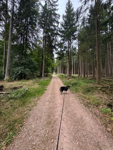Massborn, Fuchstanz und Weiße Mauer Rundweg