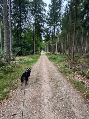 Massborn, Fuchstanz und Weiße Mauer Rundweg