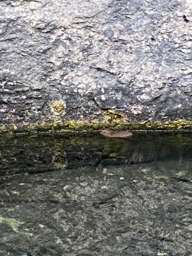 Felsengarten Klumpertal (Naturlehrpfad - schwarzer Ring)