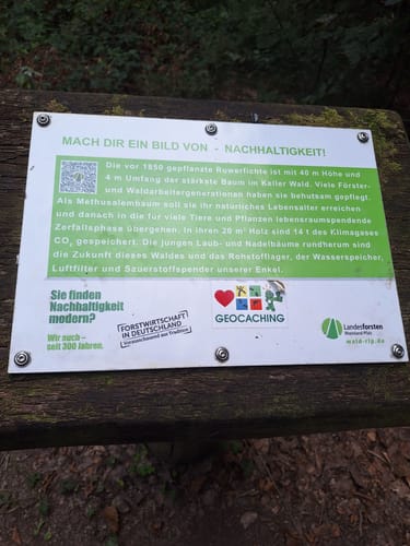 Hochwald Acht (Traumschleife)