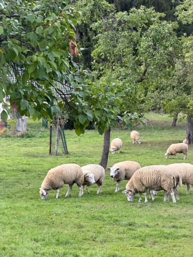 Zuschauerwanderung