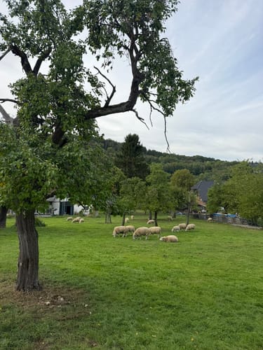 Zuschauerwanderung