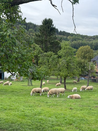 Zuschauerwanderung