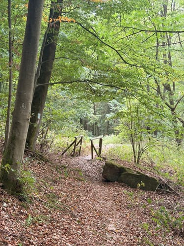 Amorbacher Waldromantikweg (A9)