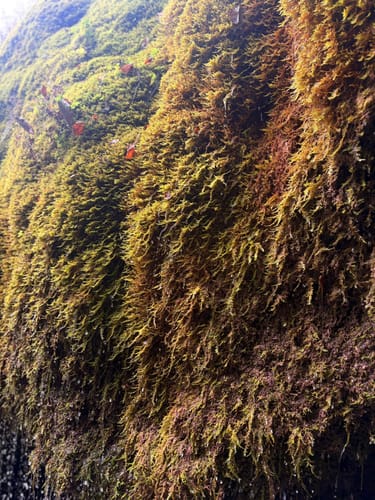 Wasserfall-Runde ab Kerpen