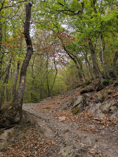Eltzer Burgpanorama (Traumpfad)