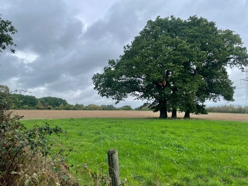 Großer Heideweg