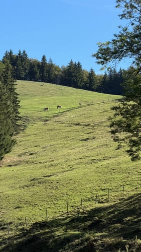 Über die Zeppelinhöhe zur Rachlalm und Hefteralm