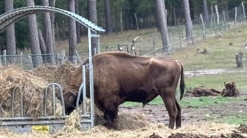 Wildpark Johannismühle