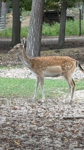 Wildpark Johannismühle