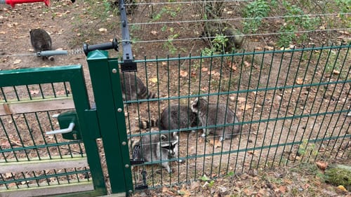 Wildpark Johannismühle