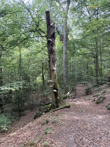Kirkeler Tafeltour (Premiumwanderweg)