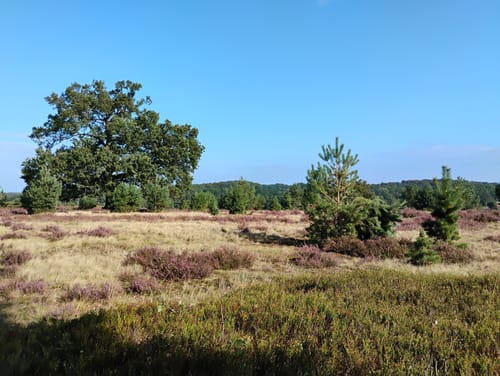 Suhorn - Wümmeberg - Tütsberg