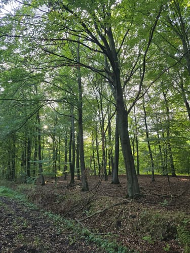 Durch die Kirchhellener Heide zum Heidesee