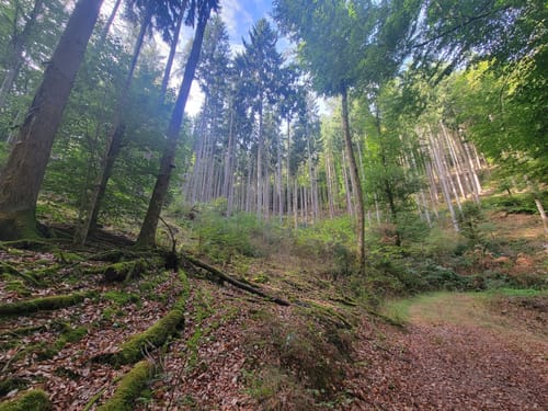 Breitenwald ab Hauptstuhl