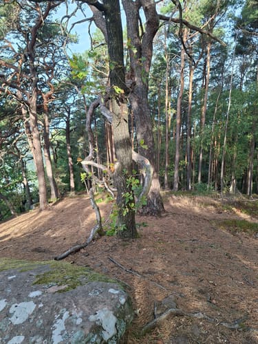 Anweiler - Jungpfalzhütte